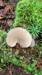 Pseudohydnum gelatinosum