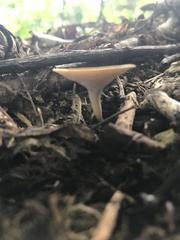 Lentinus