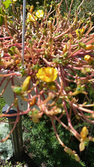 Portulaca