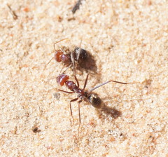 Iridomyrmex purpureus
