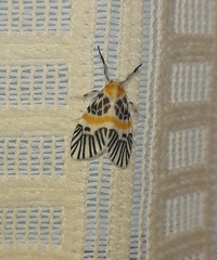 Indiania eccentropis