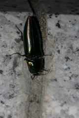 Campsosternus auratus