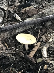 Lentinus