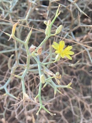 Launaea arborescens