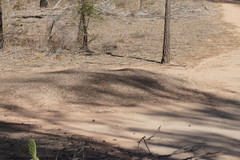 Iridomyrmex purpureus