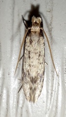 Amydria effrenatella