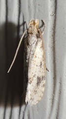 Amydria effrenatella