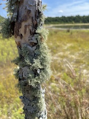Usnea strigosa