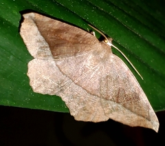 Eutrapela clemataria