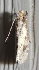 Amydria effrenatella