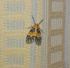 Indiania eccentropis