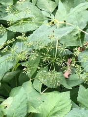 Aegopodium