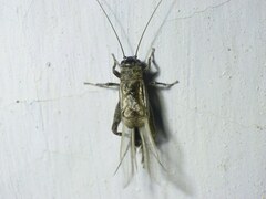 Eumodicogryllus bordigalensis