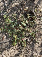 Euphorbia glyptosperma