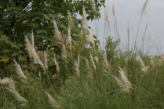 Saccharum spontaneum