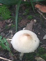 Lepiota clypeolaria