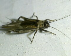 Eumodicogryllus bordigalensis