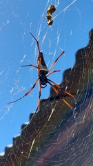Trichonephila inaurata