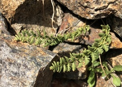Cystopteris fragilis