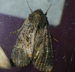 Noctuinae