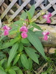 Impatiens glandulifera