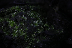 Rosulabryum