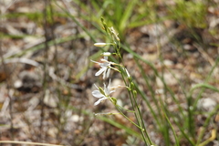 Anthericum ramosum