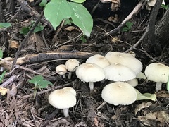 Candolleomyces