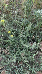 Salsola tragus