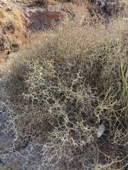Launaea arborescens