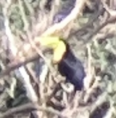 Ramphastos sulfuratus