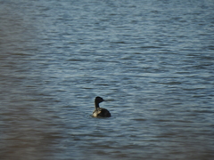 Podiceps major