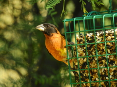 Pheucticus melanocephalus