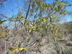 Pleradenophora bilocularis