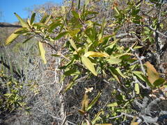 Pleradenophora bilocularis