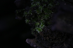 Rosulabryum