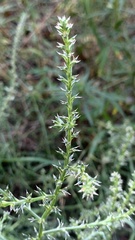 Salsola tragus