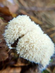 Didymium mucilago