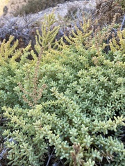 Salsola papillosa