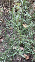 Salsola tragus