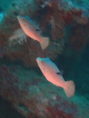 Canthigaster petersii