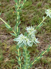 Euphorbia marginata