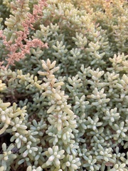 Salsola papillosa