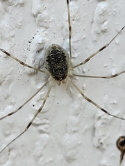 Opilio canestrinii