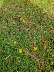 Crepis capillaris