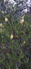 Dermatophyllum secundiflorum