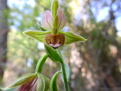 Epipactis gigantea