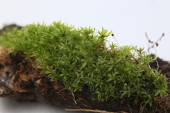 Rosulabryum
