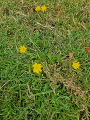 Crepis capillaris