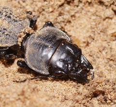 Philoscaphus mastersii